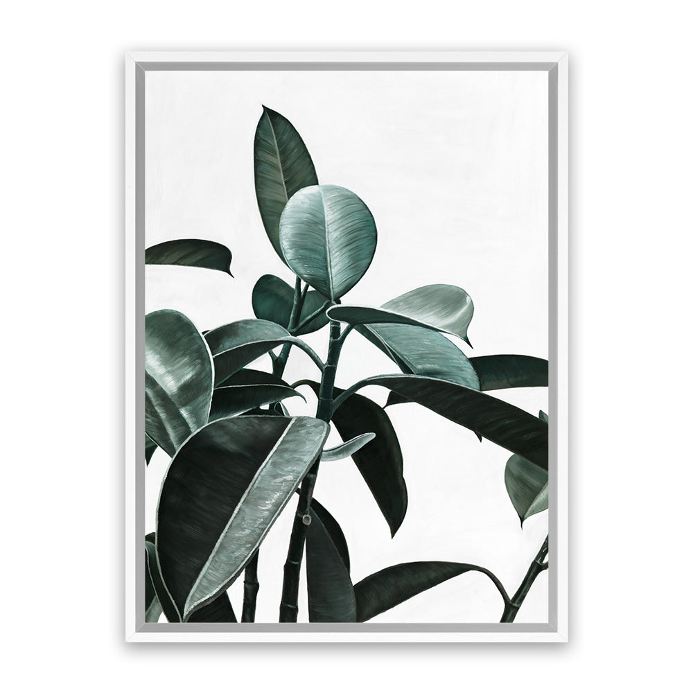 shop-online-and-get-your-favourite-rubber-plant-ii-canvas-art-print-online_0.jpg