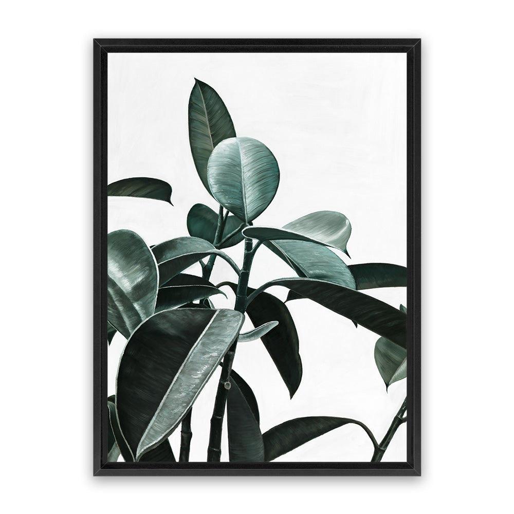 shop-online-and-get-your-favourite-rubber-plant-ii-canvas-art-print-online_4.jpg