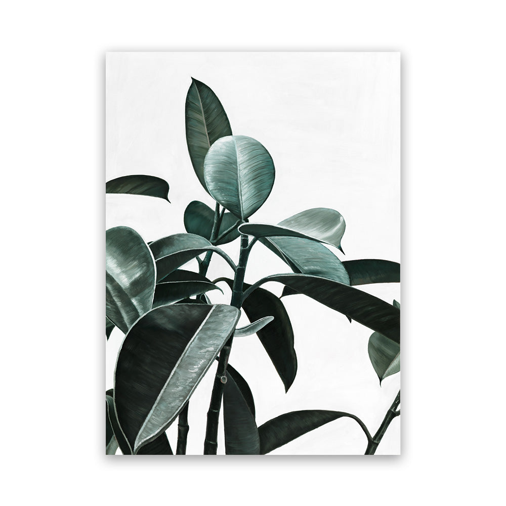 shop-online-and-get-your-favourite-rubber-plant-ii-canvas-art-print-online_5.jpg